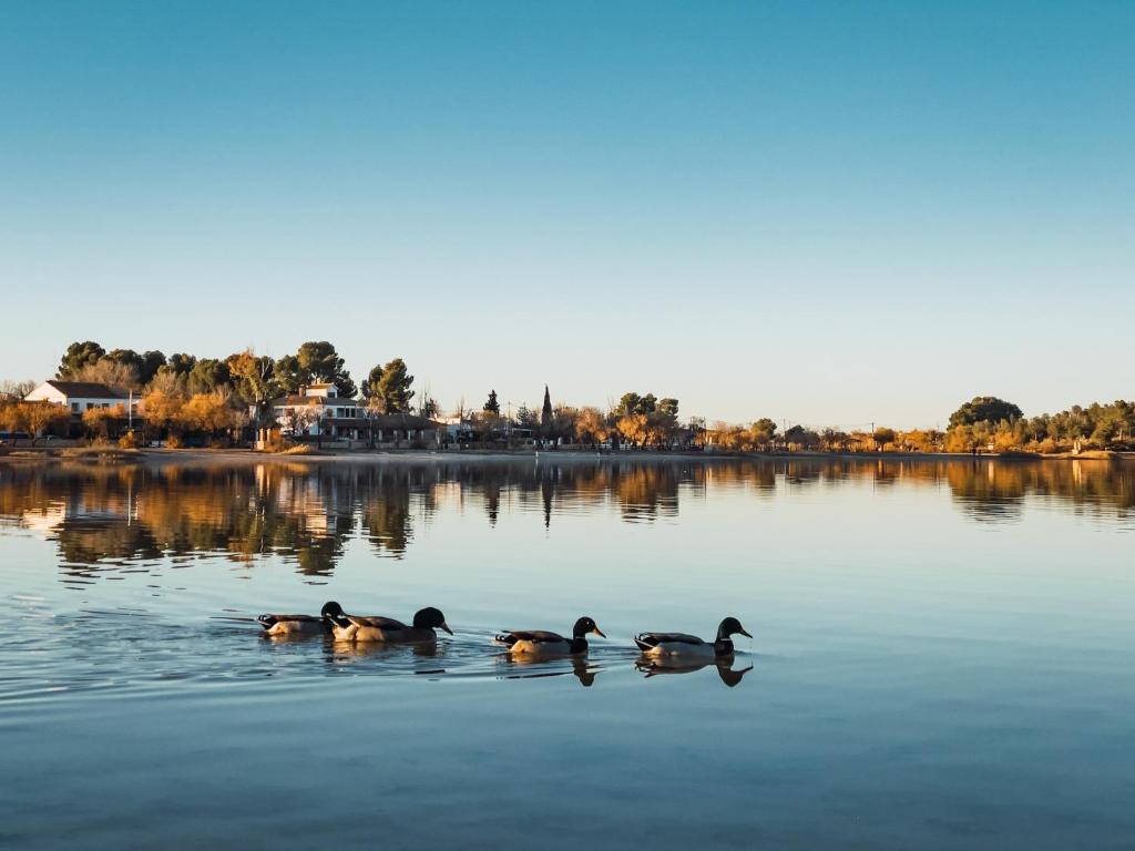 Casa Rural Santa Elena في Villafranca de los Caballeros: مجموعة من البط تسبح على البحيرة