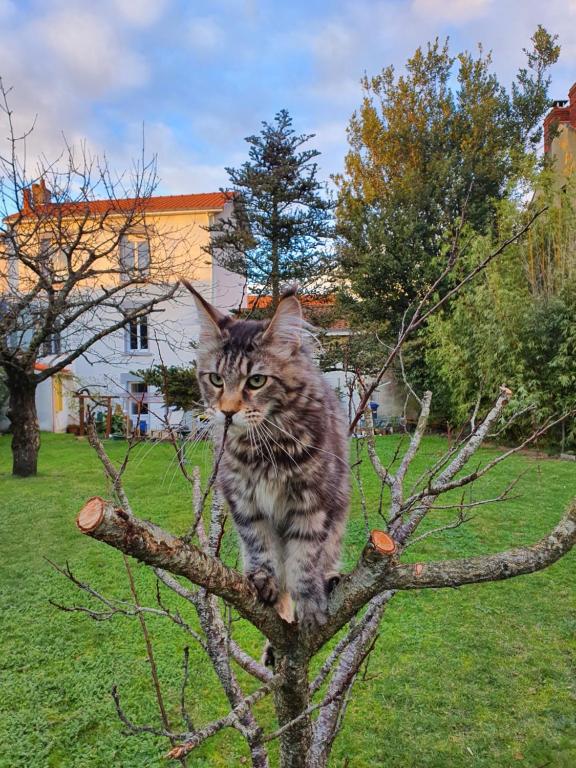 a cat sitting on top of a tree branch at La Maison du Main Coon in Rezé