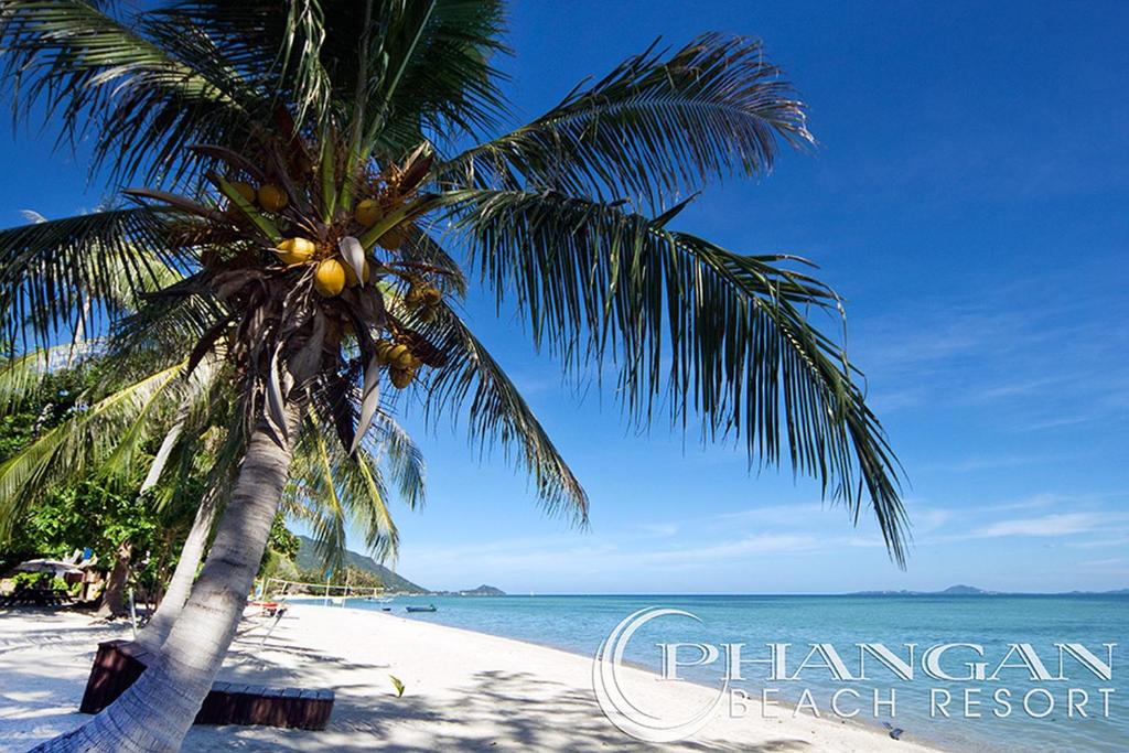 a palm tree on a beach with the ocean at Phangan Beach Resort in Ban Tai