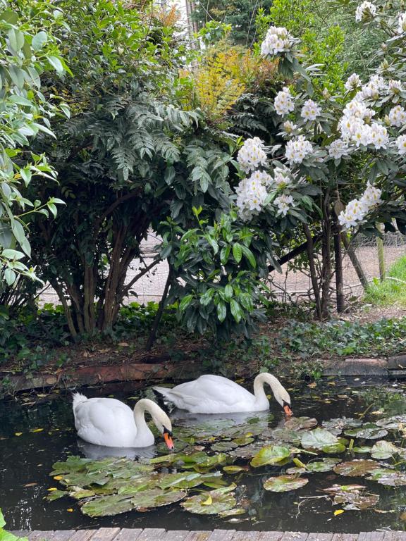 two white swans swimming in a pond with flowers at OSTAL 158 in Le Barp