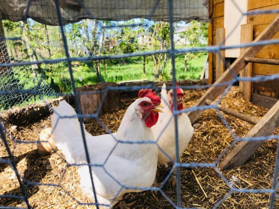 twee witte kippen in een kooi bij Kids Paradise! Chickens, Pool, Trampoline in Port McNicoll