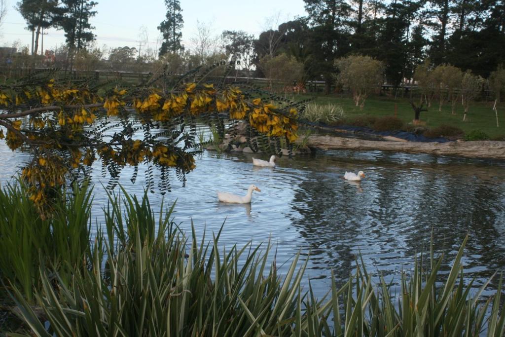 The Peppertree Luxury Accommodation - Resim 21