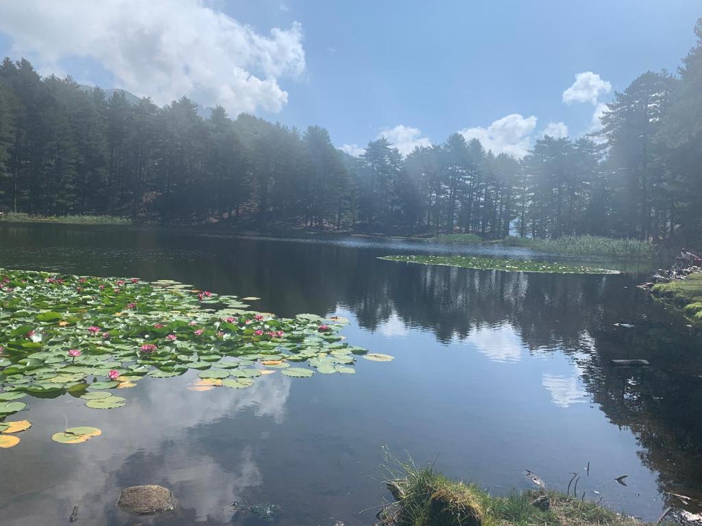 a lake with lily pads in the water at U Mo Sognu in Murzo
