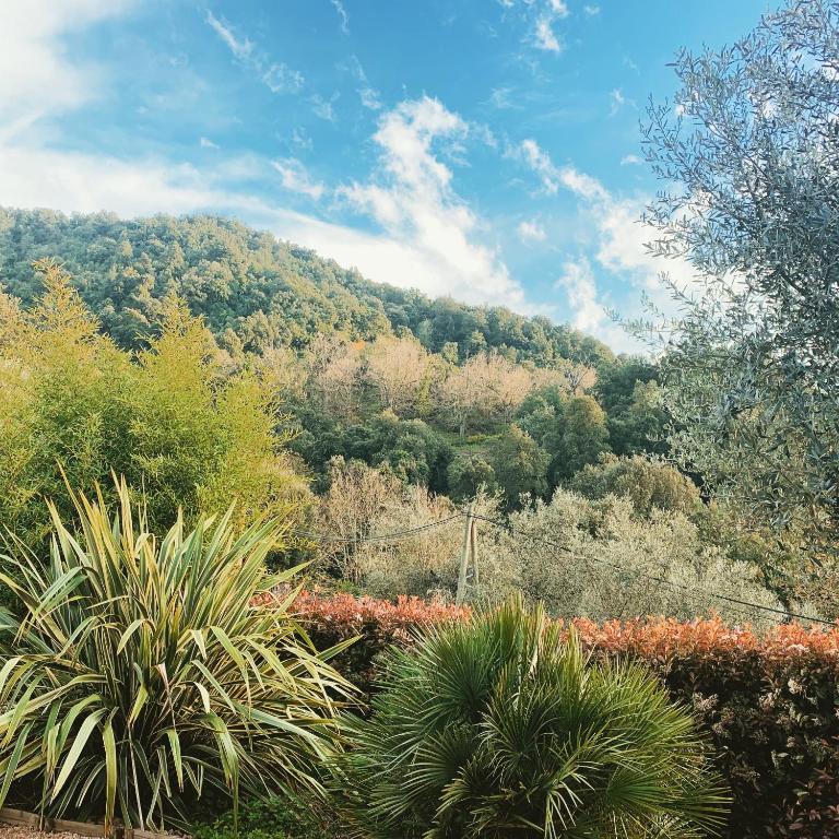 a view of a mountain with trees and plants at U Mo Sognu in Murzo