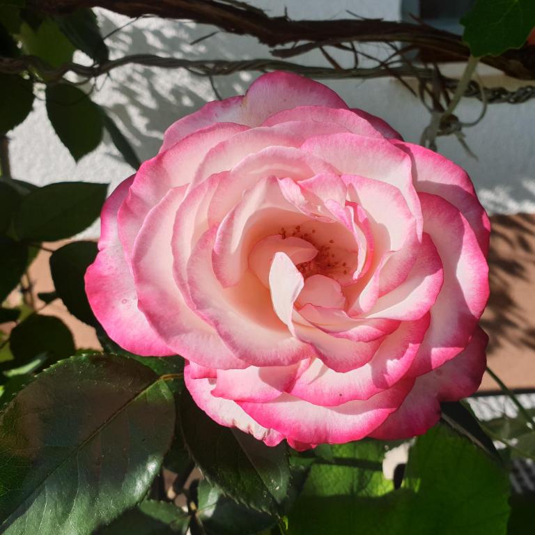 a pink rose is growing in front of a building at Apartmaji Pri Medvedu in Bohinj