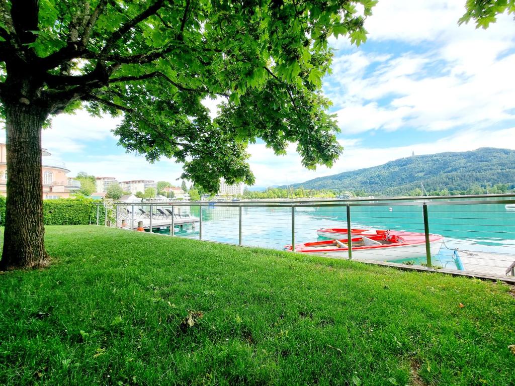 un arbre dans l'herbe à côté d'une masse d'eau dans l'établissement Luxury Holiday am Wörthersee, à Pörtschach am Wörthersee