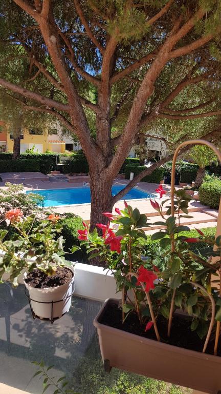 un groupe de plantes en pots à côté d'une piscine dans l'établissement DUPLEX CAP D AGDE PISCINE, au Cap d'Agde