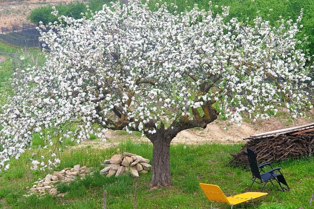 Ein Baum mit weißen Blumen auf einem Feld in der Unterkunft Casa di campagna Il melo tra vigne e noccioli. in Cigliè