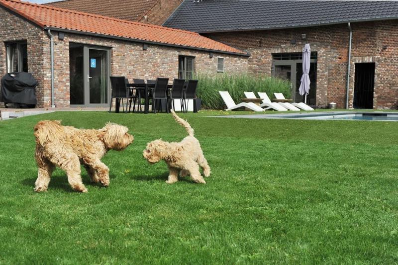 two dogs walking in the grass in a yard at B&B Het Vuchterhof in Maasmechelen