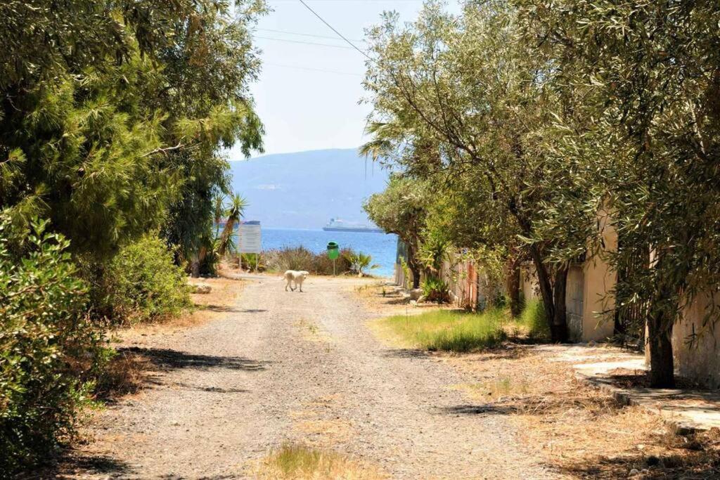 Fotografia z galérie ubytovania Guest House v destinácii Agioi Theodoroi