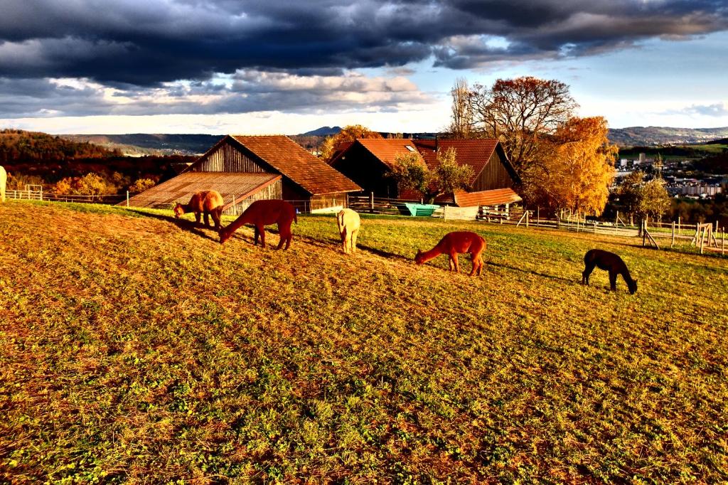 a group of horses grazing in a field at Prophetengut - die Perle im Jurapark in Habsburg