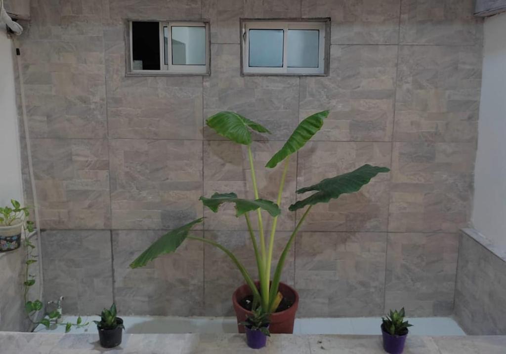 a green plant in a pot in a bathroom at Rivera Hostel in Santa Marta