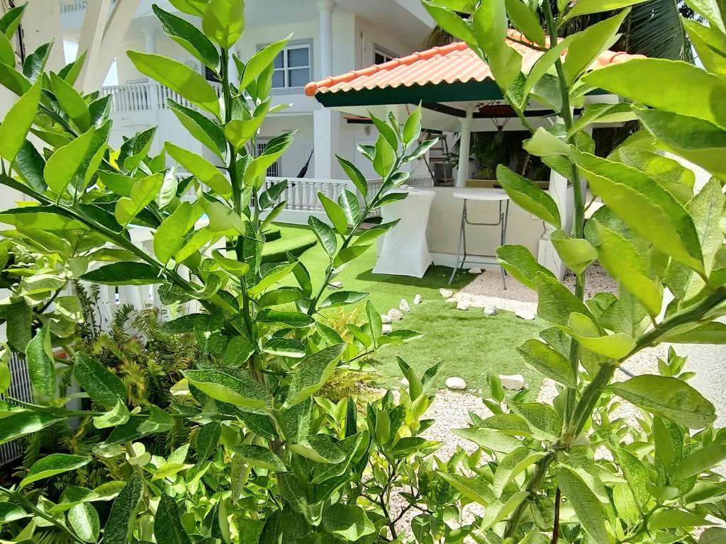Zahrada ubytování Adonai Hotel Boutique