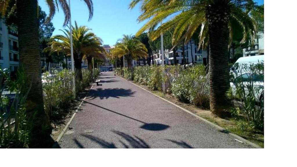 a street with palm trees on the side of a road at Perpignan Parc des sports-15min de la mer in Perpignan