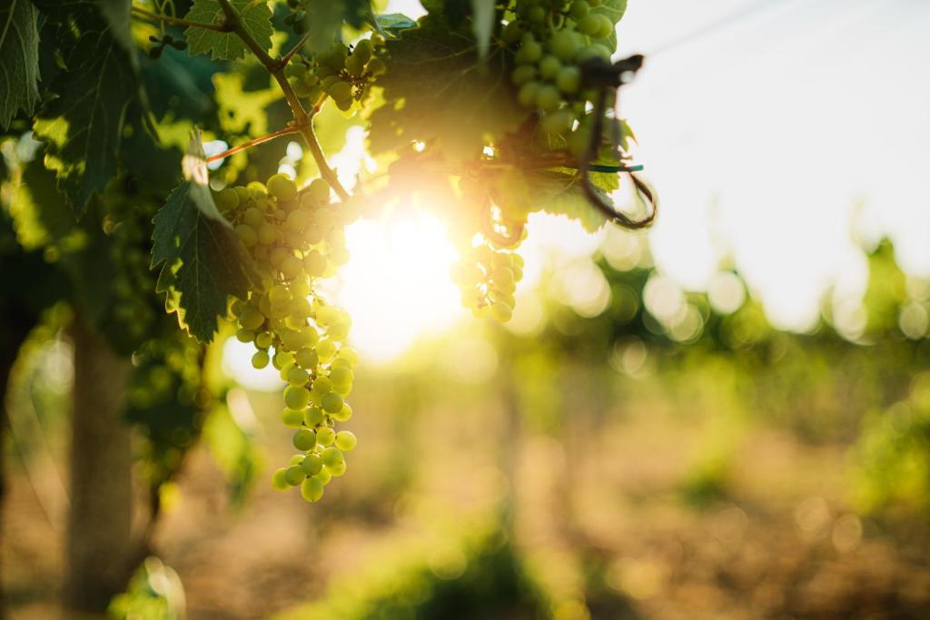 Masseria Agriturismo Il Sorriso Degli Ulivi - Dimora di Charme - 12