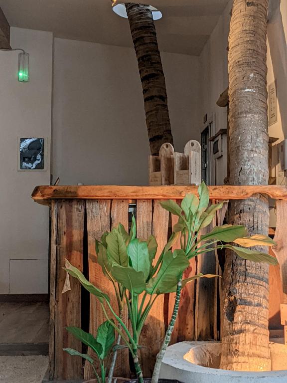 Fotografie z fotogalerie ubytování Dhoadhi Retreat v destinaci Thulusdhoo