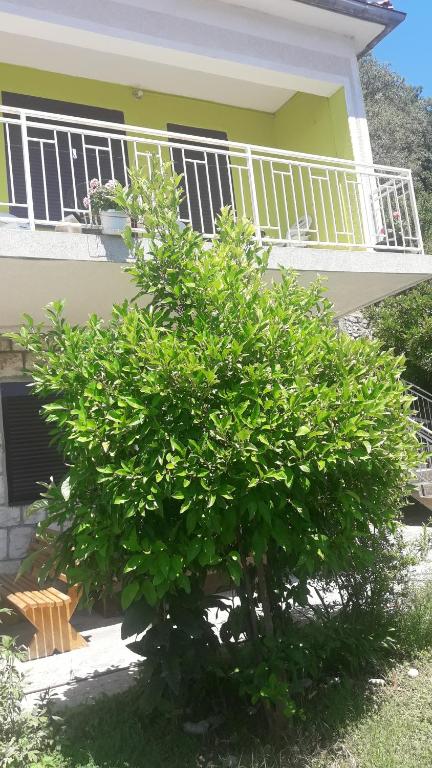 Zahrada ubytování Apartment Dragone