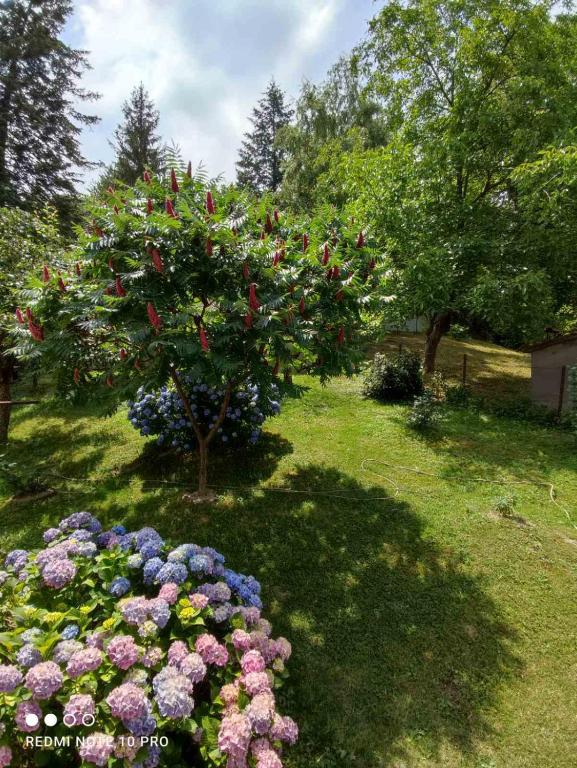 Zahrada ubytování Apartman Jovanovic-Rudnik