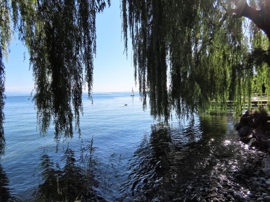 a view of the water with a tree hanging over it at Ferienwohnung Seestraße Ost in Immenstaad am Bodensee