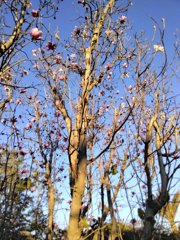 Ashcroft Gardens Bed & Breakfast - Resim 20