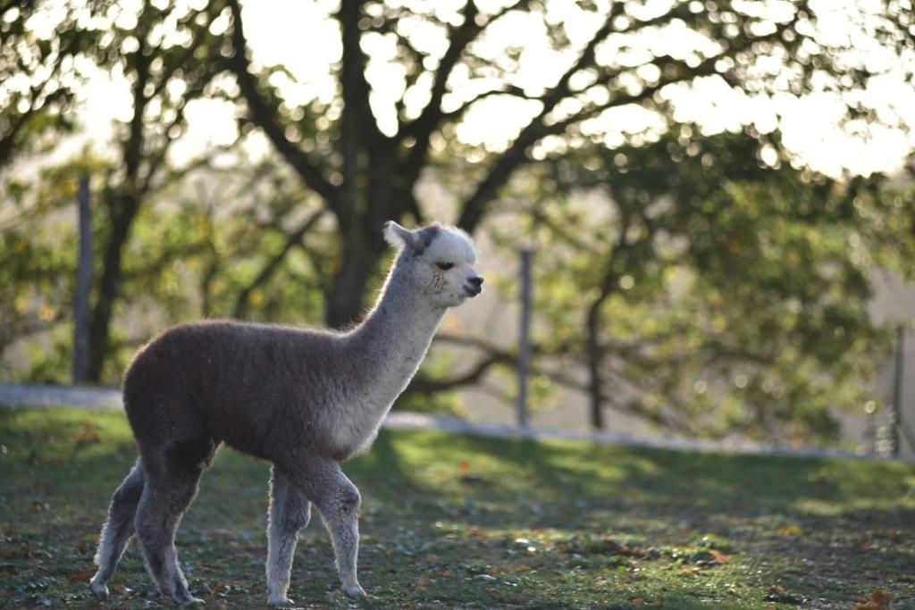 a lamb standing on the grass in a field at Agriturismo Il Beccafico Alpaca in Mengara