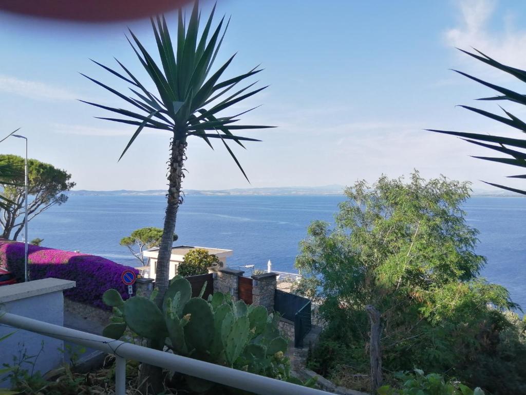 palma su una collina con vista sull'oceano di Le Fioriere Residence a Porto Santo Stefano