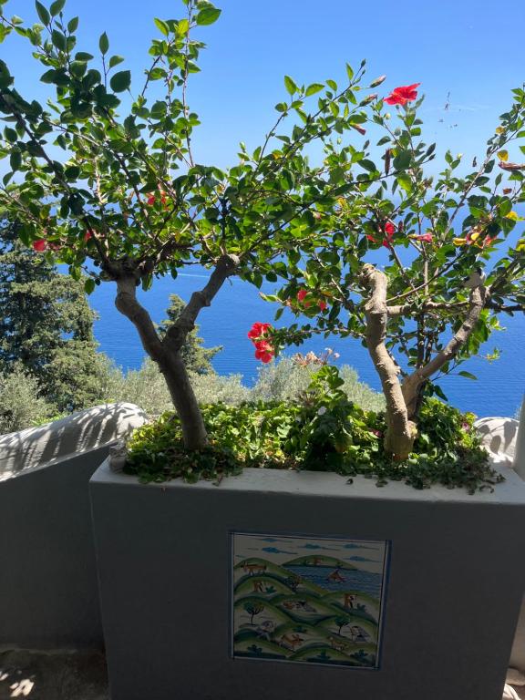 a bonsai tree in a planter with the ocean in the background at Casa Reverie - Amalfi Coast in Praiano