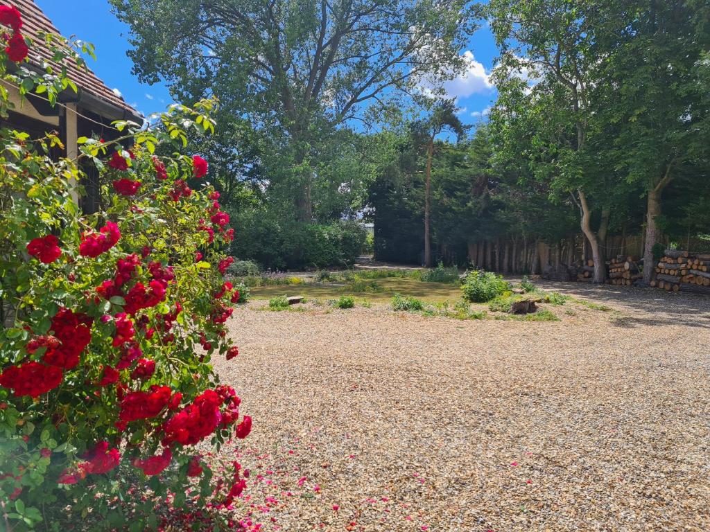 un arbusto de rosas rojas en un jardín en The Reading whole apartment with private lake and gardens en Reading