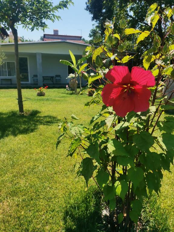A garden outside Artemis