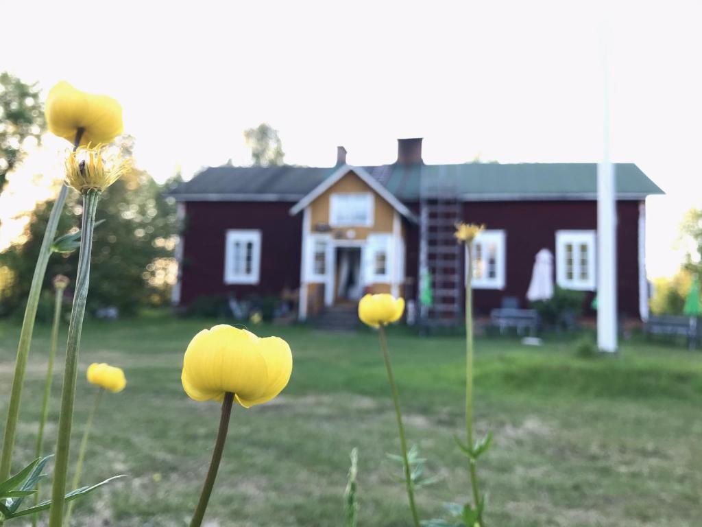 a group of yellow flowers in front of a house at Päivin pirtti - Pirttikahvila ja B&B in Luosto