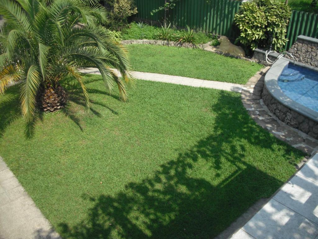 a yard with a palm tree and a swimming pool at Homelike Inn in Makhinjauri