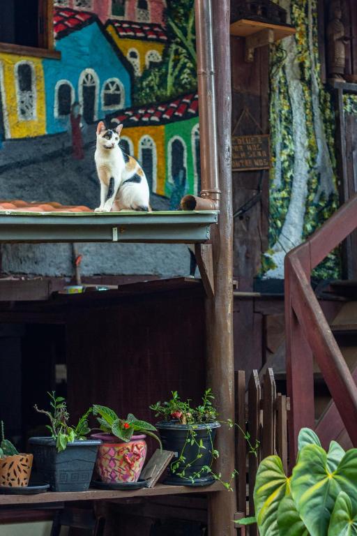 Fotografie z fotogalerie ubytování Navio Hostel & Camping v destinaci Itacaré
