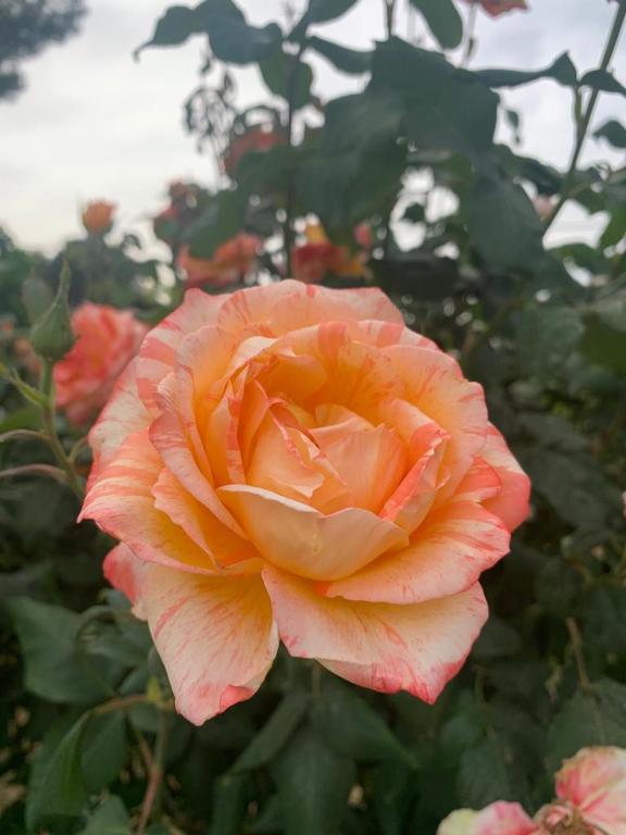 Ogród w obiekcie Il Giardino degli Antichi Sapori