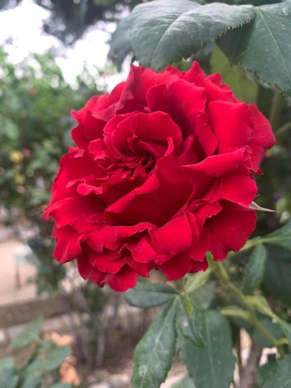 Ogród w obiekcie Il Giardino degli Antichi Sapori
