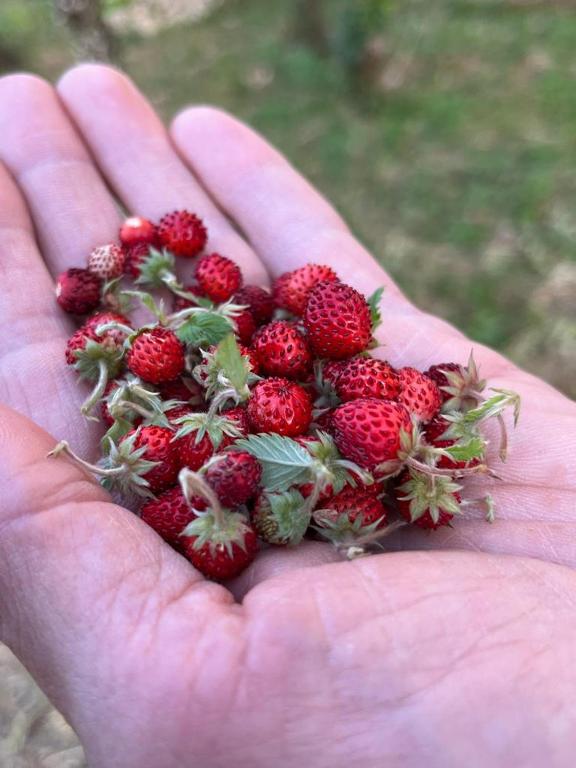 Zdjęcie z galerii obiektu Il Giardino degli Antichi Sapori w mieście Ceglie Messapica