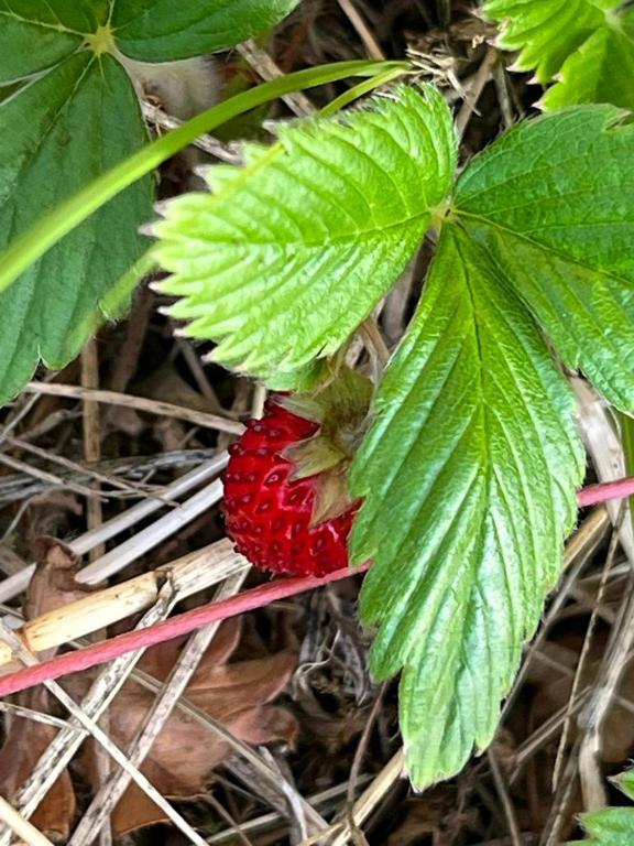 Zdjęcie z galerii obiektu Il Giardino degli Antichi Sapori w mieście Ceglie Messapica