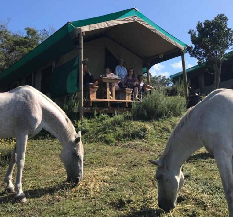 Zvířata v luxury tent nebo okolí