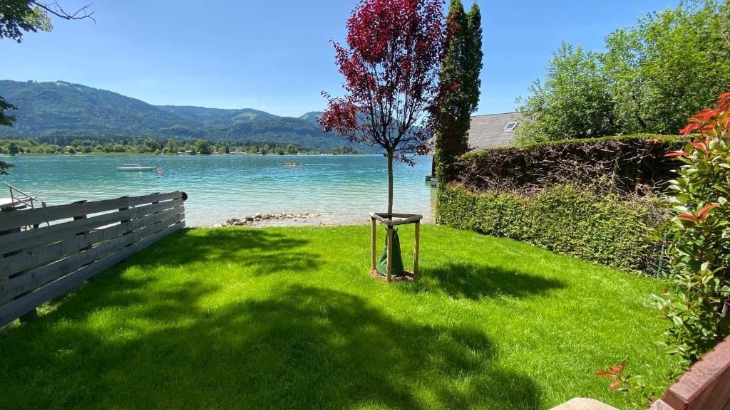 a tree in the grass next to a body of water at Villa Eisl-Raudaschl in St. Wolfgang