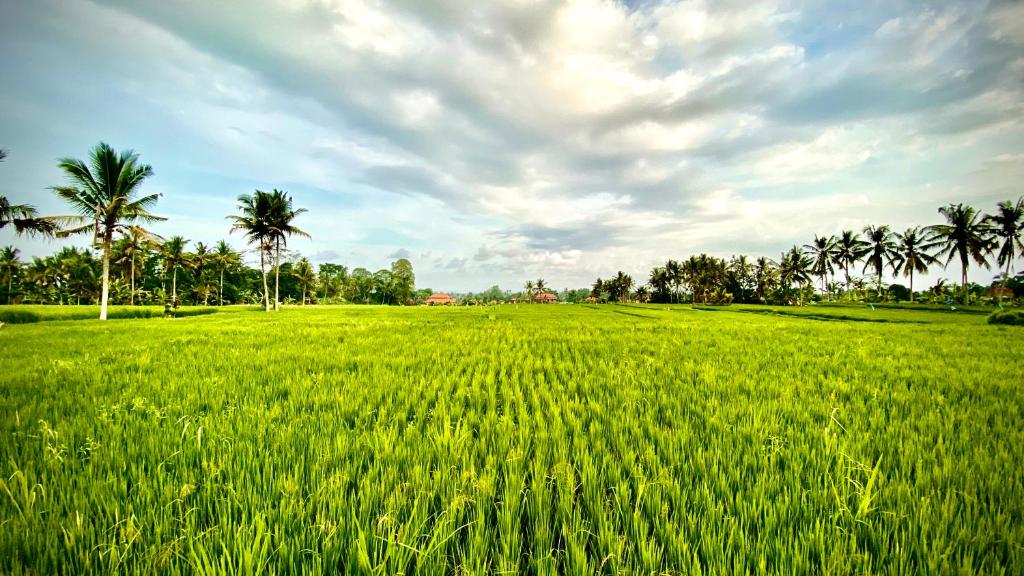 Villa Sawah Ramah - 10