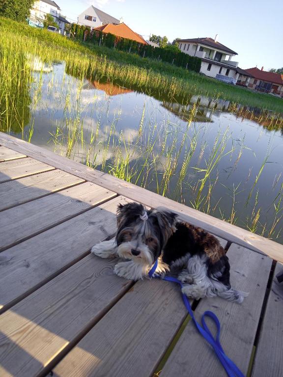Zwierzęta zatrzymujące się w obiekcie Ap. Near Thermal Bath