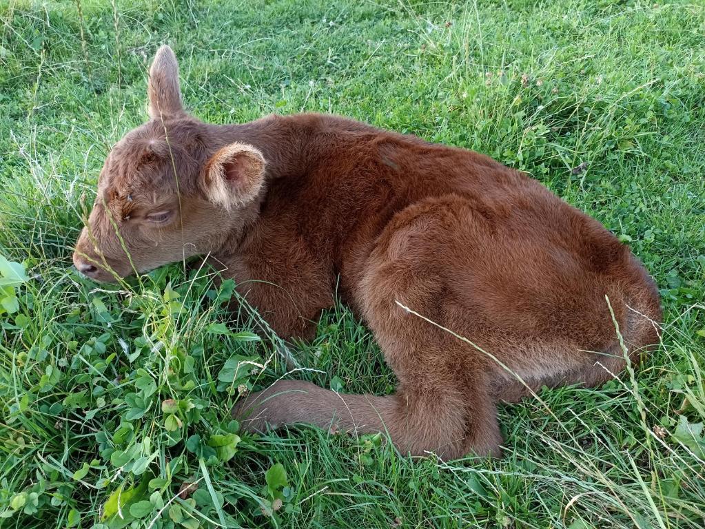 Zvířata v apartmánu nebo okolí