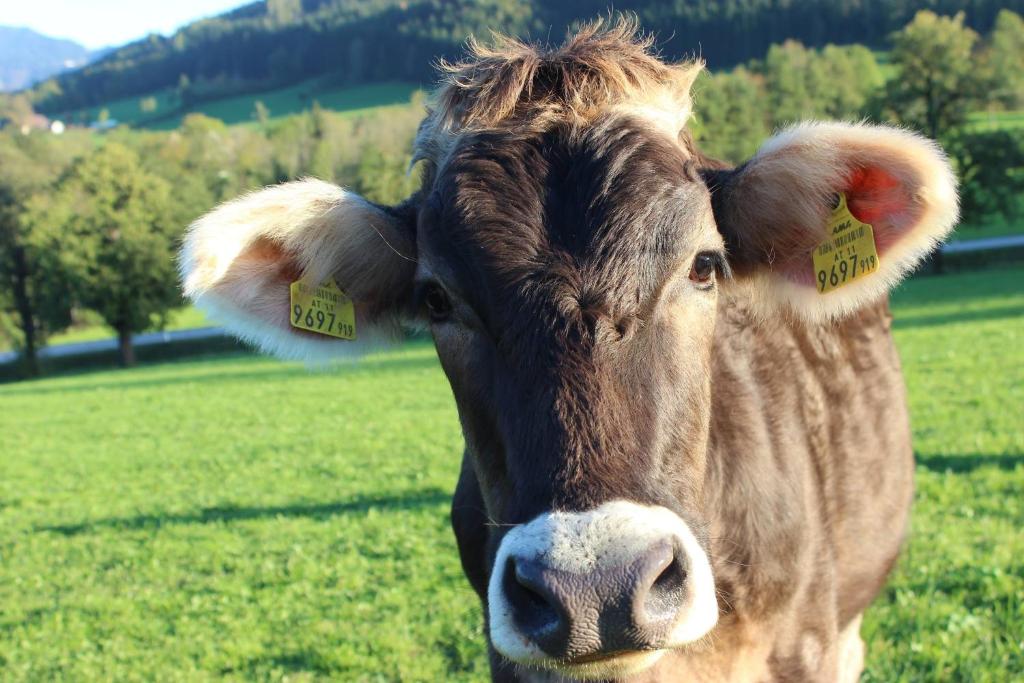 Altri animali domestici presso l'affittacamere o nei dintorni