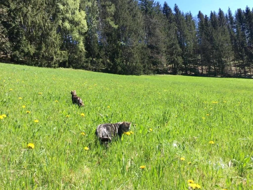 Ospiti di Villa Bischofsberg - Lärchen-Wellness Apartment con animali domestici
