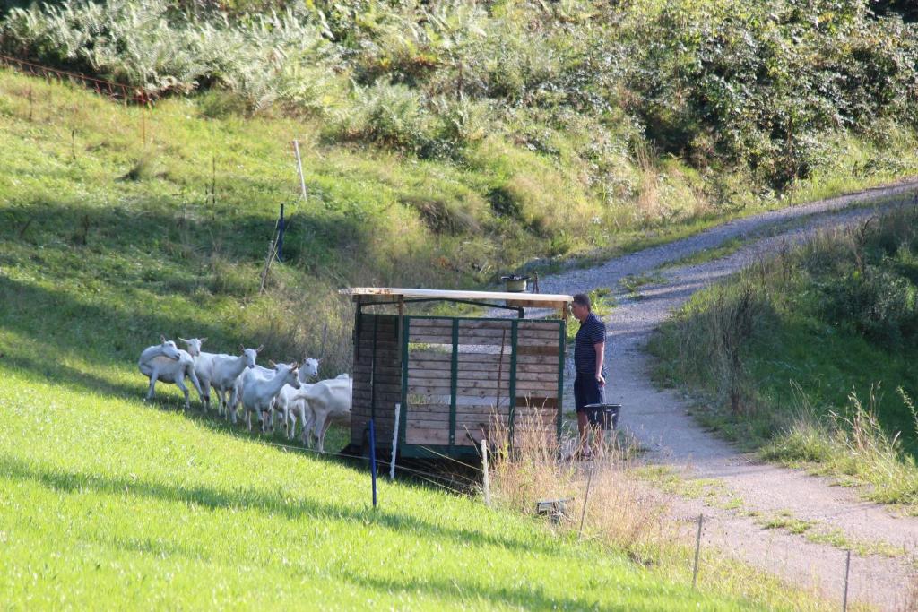 Altri animali domestici presso l'affittacamere o nei dintorni