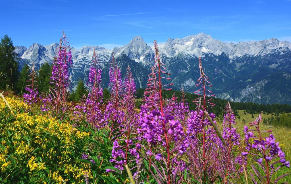Paesaggio naturale nelle vicinanze dell'affittacamere