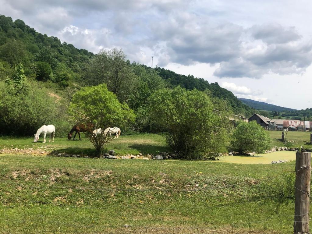 Príroda v okolí apartmánu
