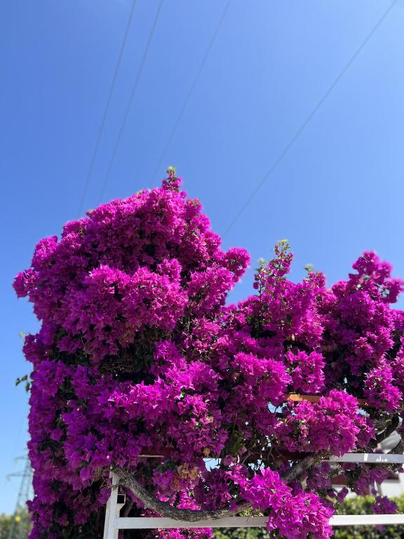 A garden outside Villa Cataleya