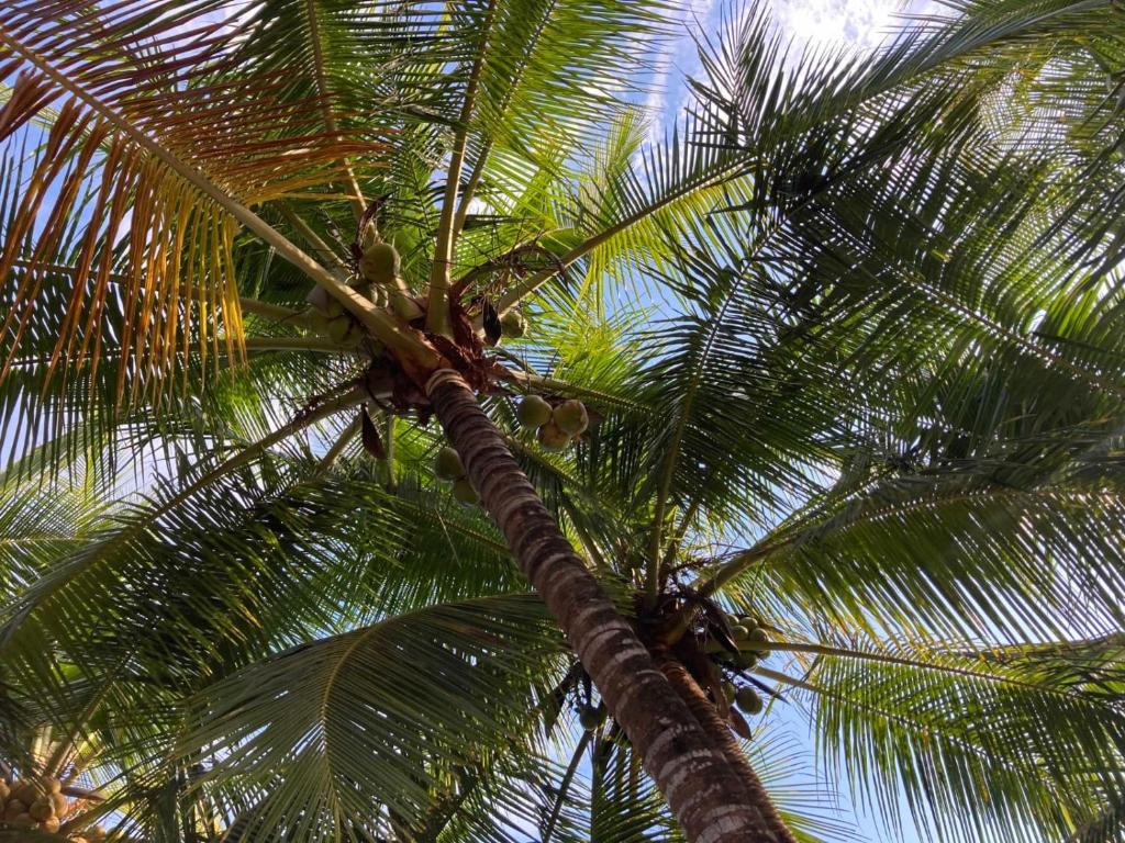 Fotografie z fotogalerie ubytování Palmetto Lodge v destinaci Playa San Miguel 