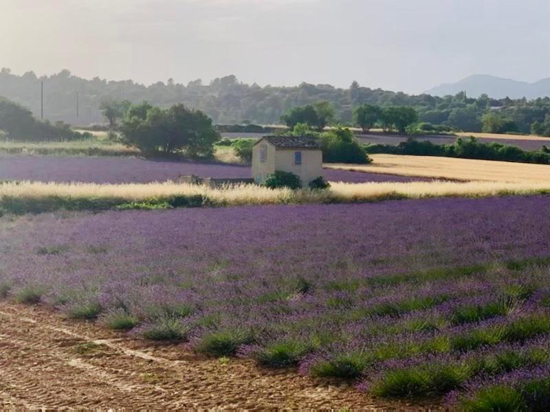 een veld lavendel met een huis in het midden bij Location de vacances Rians haut Var in Rians