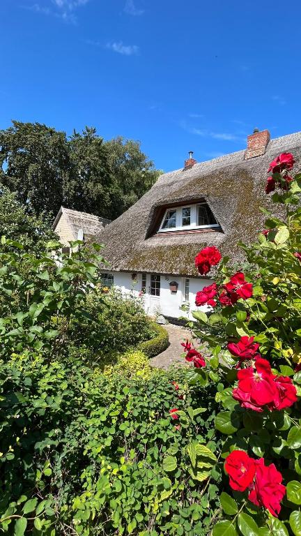 a house with red roses in front of it at Reetdachtraum in Middelhagen